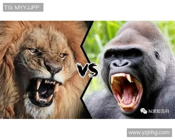 美洲狮与阿特拉斯112的精彩对决谁能胜出引发热议